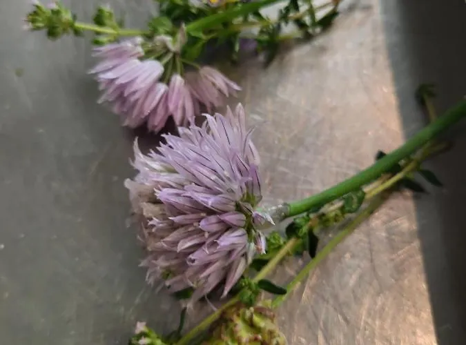 Zur Schmiede Berg im Drautal