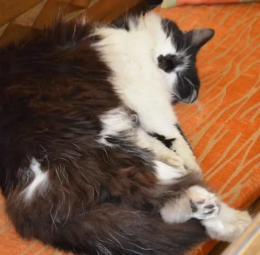 Guest house Zur Schmiede 3*